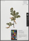 Foto von Salix hastata L.